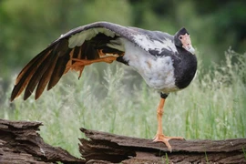 Bàn chân kỳ dị của loài chim nước có vị trí đặc biệt trên cây tiến hóa 