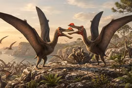 Đặc điểm kỳ lạ của loài thằn lằn bay nổi tiếng nhất Nam Mỹ 