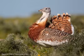 Sự thật khó tin về loài chim nặng nhất biết bay còn tồn tại 