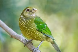 Kỳ thú loài chim có tiếng kêu giống hệt mèo, bộ lông cực đẹp 