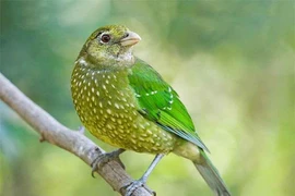 Kỳ thú loài chim có tiếng kêu giống hệt mèo, bộ lông cực đẹp 