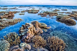 Điều gì khiến hệ sinh thái Côn Đảo 'độc nhất vô nhị'?