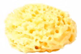 Nguồn gốc khó tin của 'miếng bọt biển' con người dùng để tắm nhiều thế kỷ 