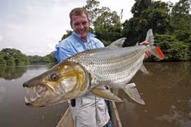 Loài cá nước ngọt đáng sợ nhất châu Phi, ăn cả cá sấu 