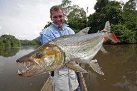 Loài cá nước ngọt đáng sợ nhất châu Phi, ăn cả cá sấu 
