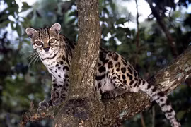 Cận cảnh loài mèo hoang, thợ săn ranh mãnh giả giọng khỉ để dụ mồi