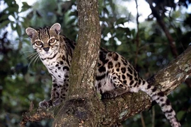 Cận cảnh loài mèo hoang, thợ săn ranh mãnh giả giọng khỉ để dụ mồi