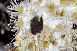 Sự thật sốc về loài cây gây tranh cãi nhất thế giới, Việt Nam trồng nhiều