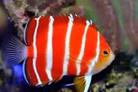 Cá thiên thần đẹp nhất thế giới, hút hồn dân sành cá cảnh