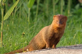 Loài dị thú được mệnh danh “vua săn rắn” của Việt Nam 