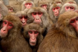 Điều kỳ thú về loài khỉ duy nhất sinh sống ở Nhật Bản