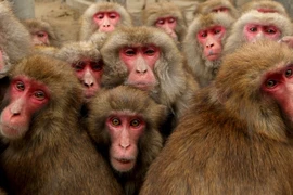 Điều kỳ thú về loài khỉ duy nhất sinh sống ở Nhật Bản