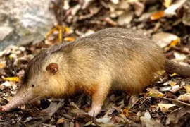 Loài thú cổ xưa mang nọc độc hiếm hoi, chỉ có ở châu Mỹ 