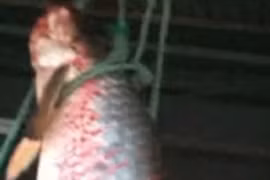 Phát hiện 'quái ngư' đỏ rực hiếm nhất thế giới tại An Giang