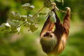 Lười hai ngón bơi cực giỏi, ngủ 15 giờ mỗi ngày