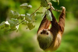 Lười hai ngón bơi cực giỏi, ngủ 15 giờ mỗi ngày