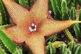 Tận mục loài hoa bốc mùi khủng khiếp, dân chơi cây cảnh săn lùng 