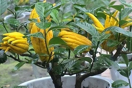 Bật mí 6 cây phong thủy trước nhà giúp tiền bạc vào như nước