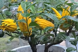 Bật mí 6 cây phong thủy trước nhà giúp tiền bạc vào như nước