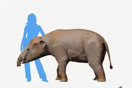 Tận mục loài voi mini 4 ngà cổ xưa nhất thế giới