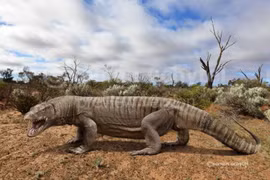 Khiếp đảm loài kỳ đà dài 7 mét gieo rắc kinh hoàng khắp châu Úc 