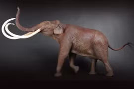 Tận mục loài voi có ngà dài tới 3 mét, từng bị truy lùng ráo riết 