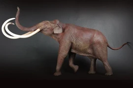 Tận mục loài voi có ngà dài tới 3 mét, từng bị truy lùng ráo riết 