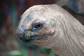  Kỳ thú loài rùa nặng 250 kg, cổ dài bất thường, sống thọ tới 250 tuổi 