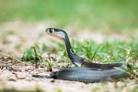 Tiết lộ sốc về loài rắn hổ mang xuất hiện nhiều nhất Việt Nam 