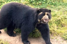 Tận mục loài gấu duy nhất sinh sống ở Nam Mỹ 