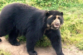 Tận mục loài gấu duy nhất sinh sống ở Nam Mỹ 