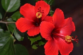 Loài hoa đỏ đẹp nhưng tuyệt đối không được cúng mùng 1