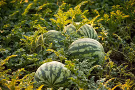 Sự thật khó tin về nguồn gốc cây dưa hấu