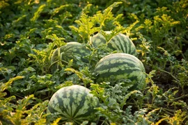 Sự thật khó tin về nguồn gốc cây dưa hấu