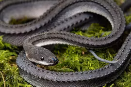 Tận thấy loài rắn kỳ lạ, dân Đông Nam Á coi là 'rồng sống'