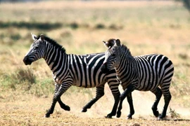 Vì sao con người không thể thuần hóa ngựa vằn làm vật cưỡi?