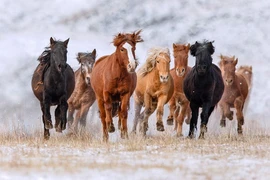 Giống ngựa huyền thoại giúp Mông Cổ bá chủ thế giới