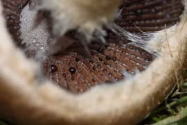 Vì sao 'nấm góa phụ' trông như đang rơi lệ?