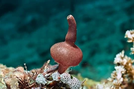 Điều kỳ thú về loài vật có hình thù giống hệt bình rượu 