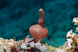 Điều kỳ thú về loài vật có hình thù giống hệt bình rượu 