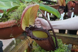 Loài cây ăn thịt khủng khiếp nhất, "nuốt" cả thằn lằn sống