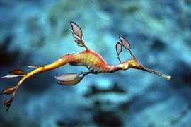 Loài cá mang vẻ đẹp ma mị, cấm săn bắt toàn thế giới