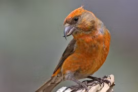 Loài chim có mỏ dị thường nhất Việt Nam, chỉ ăn một thứ đặc biệt