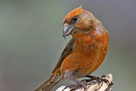 Loài chim có mỏ dị thường nhất Việt Nam, chỉ ăn một thứ đặc biệt