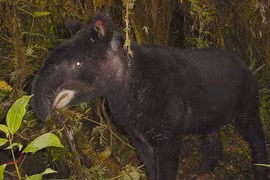 Loài thú có vòi kỳ dị, lông siêu dày, sống ở độ cao 4.000 mét 