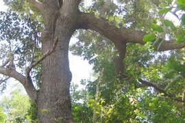 Kỳ lạ loài cây Việt Nam cứng hơn sắt, thế giới ráo riết lùng