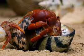 Loài vật 'ở trọ' kỳ lạ nhất thế giới, mỗi lần lớn lên là phải đổi nhà