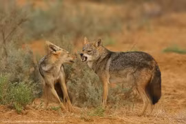 Sự thật ít biết về loài chó rừng Việt Nam ai cũng bất ngờ