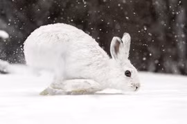 Bí mật sinh tồn của loài thỏ ở nơi lạnh nhất hành tinh