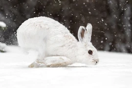 Bí mật sinh tồn của loài thỏ ở nơi lạnh nhất hành tinh